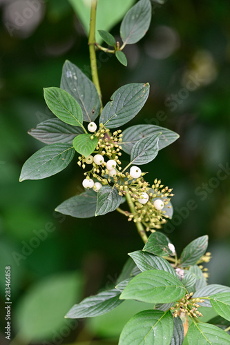 Cornus Sericea - Redosier dogwood - White round fruits on a twig and green leaves. photo