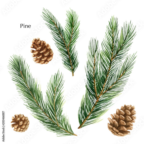 Christmas vector set with green pine branches and cones.