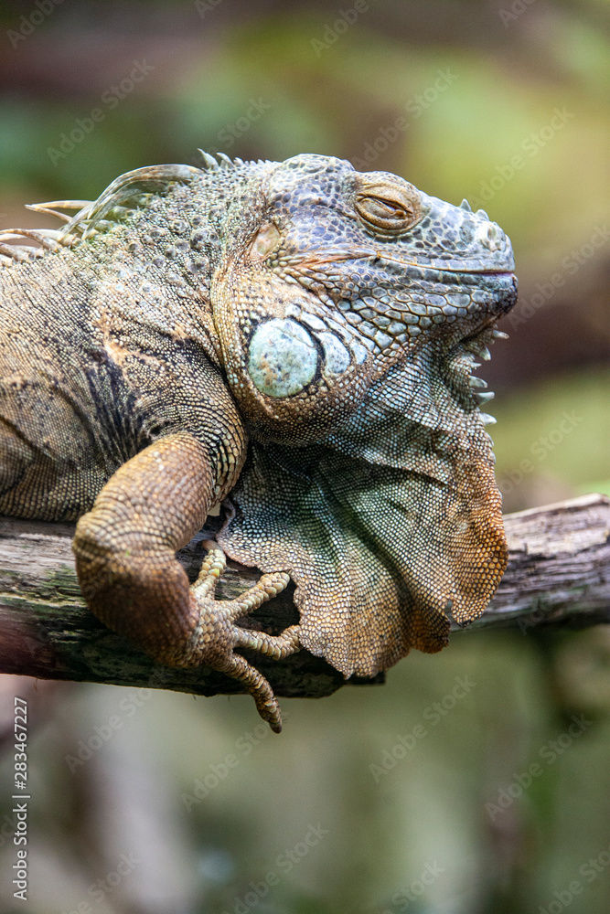Fototapeta premium Iguane