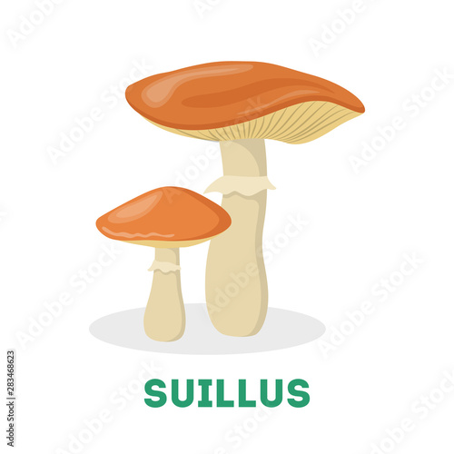 Suillus mushroom