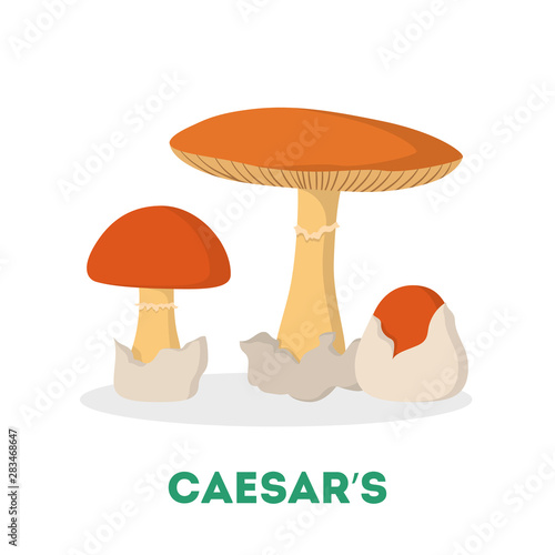 Amanita caesarea mushroom