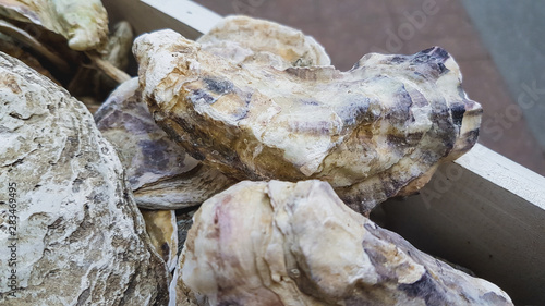 Fresh sea oysters in a street restaurant