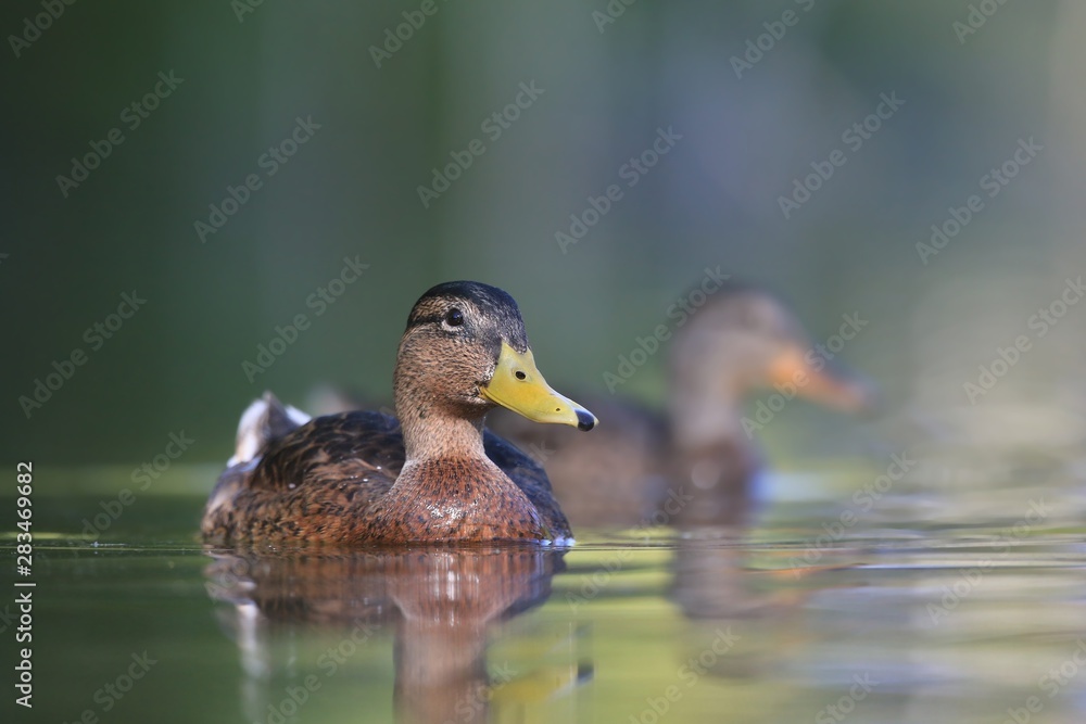 Fototapeta premium Beautiful mallard floats in water. Wildlife scene from nature. Mallard in the nature habitat. Anas platyrhynchos