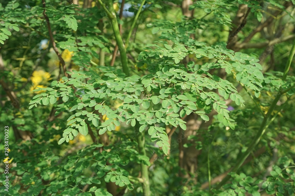 fresh green Moringa oleifera plant in nature garden fresh green Moringa oleifera plant in nature garden