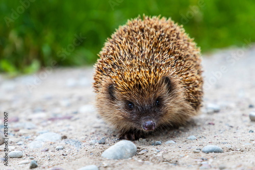 knitted hedgehog walks across the street
