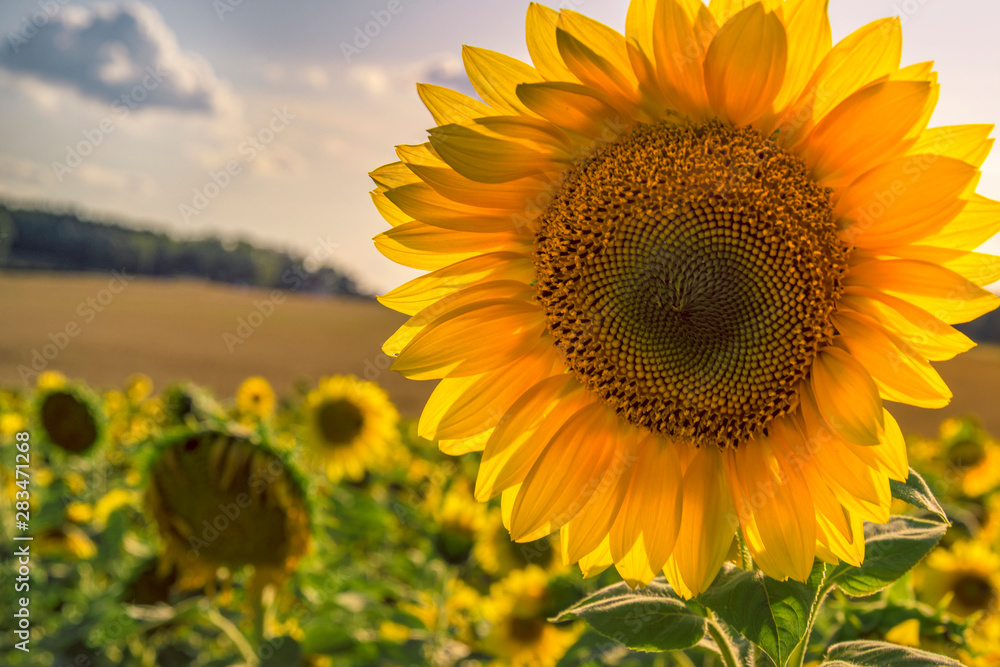 Fototapeta premium Sonnenblume, Sonnenblumenfeld