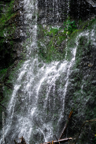 high waterfall in dark forest dark green plants around, logs below of waterfall