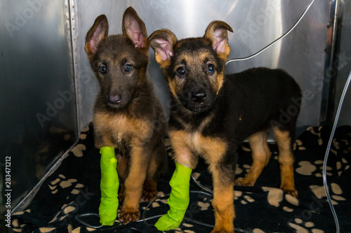 german sheperd puppies with parvovirosis  in the cage at the veterinary clinic photo