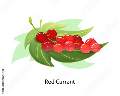 Red currant berries with leaf on white background.