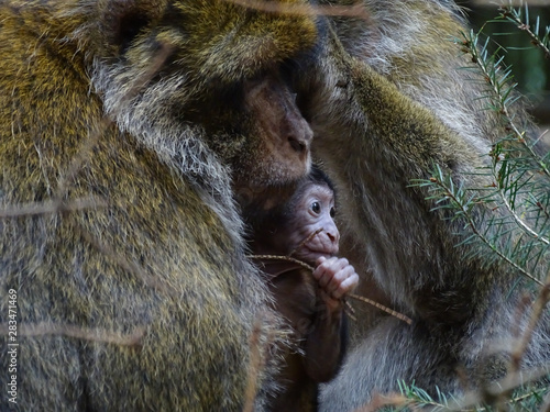 Photography Bébé singe et sa mère, une jeune famille de magots