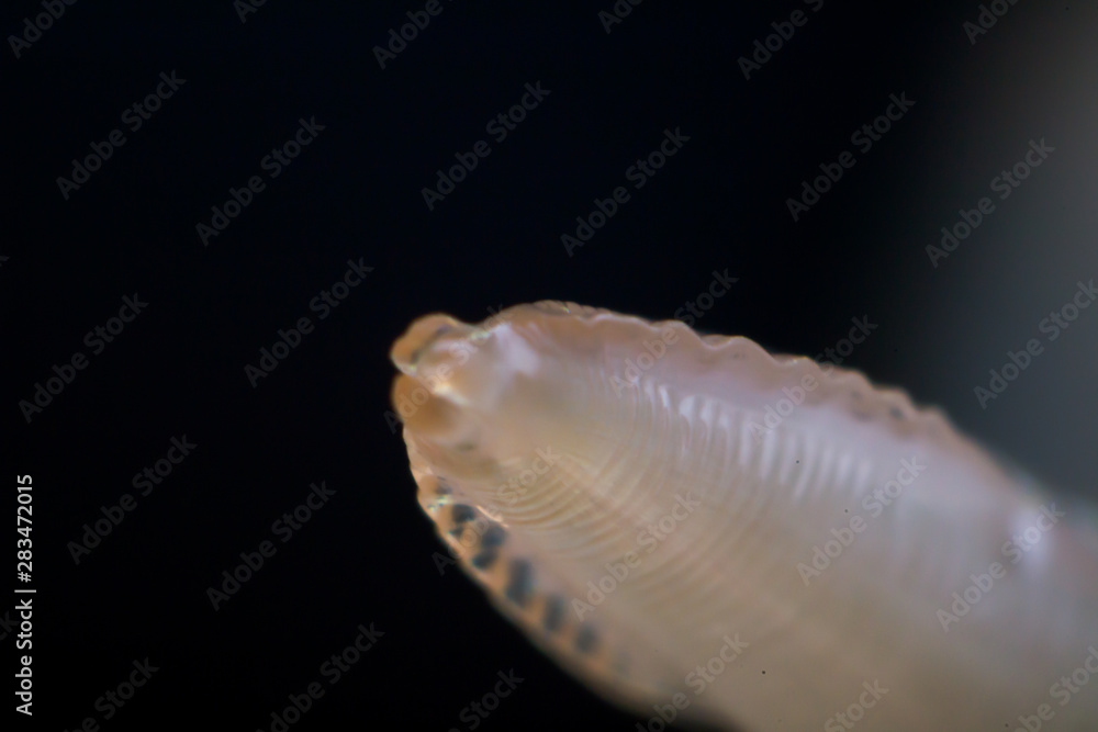 Macro photo of Toxocara canis, dog roundworm Macro photo of Toxocara canis, dog roundworm