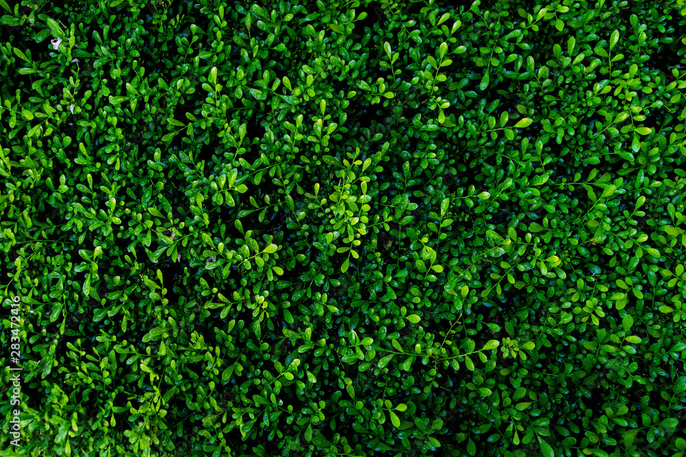 Dew and Green leaves background. Green leaves color dark tone after raining in the morning. Tropical Plant , environment,fresh,photo concept nature and plant. Dew and Green leaves background. Green leaves color dark tone after raining in the morning. Tropical Plant , environment,fresh,photo concept nature and plant.