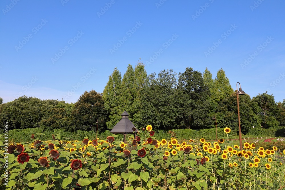 Obraz premium 馬見丘陵公園のひまわり