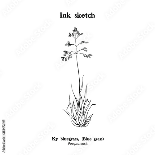 Poa pratensis, Ky bluegrass  hay plant, line drawing.