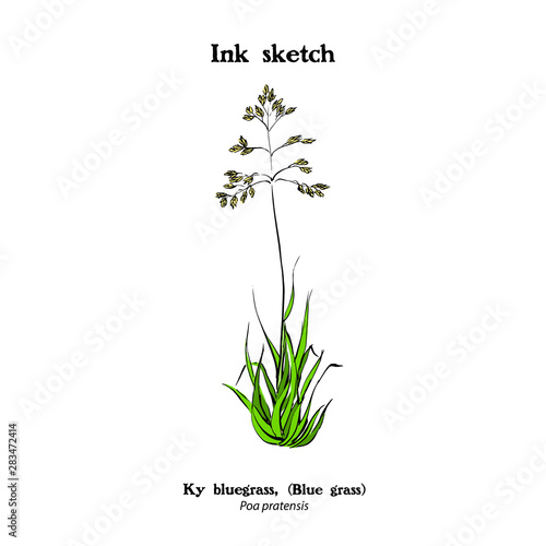 Hand drawing of Ky bluegrass, Poa pratensis, hay plant.