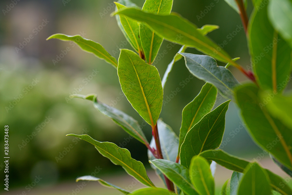 bay leaf growing in a pot bay leaf growing in a pot