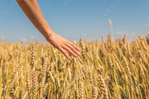 golden wheat in hand. female hand in a wheat field.