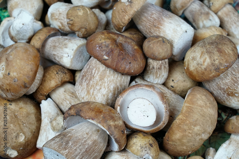 Fototapeta premium Boletus edible mushrooms. Forest fungi Boletus. Nature background texture. Boletus edulis.