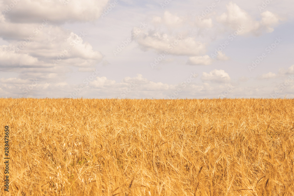 endless golden rye field with blue cloudy sky