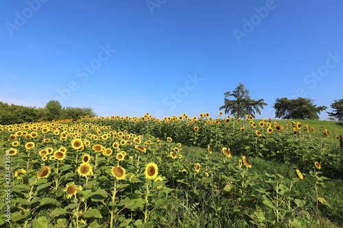 馬見丘陵公園のひまわり