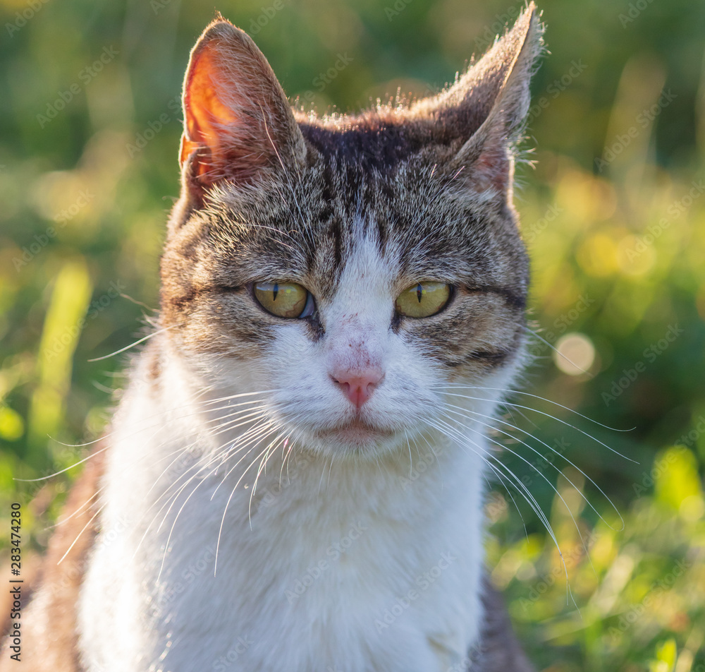 Portrait of a homeless cat in nature