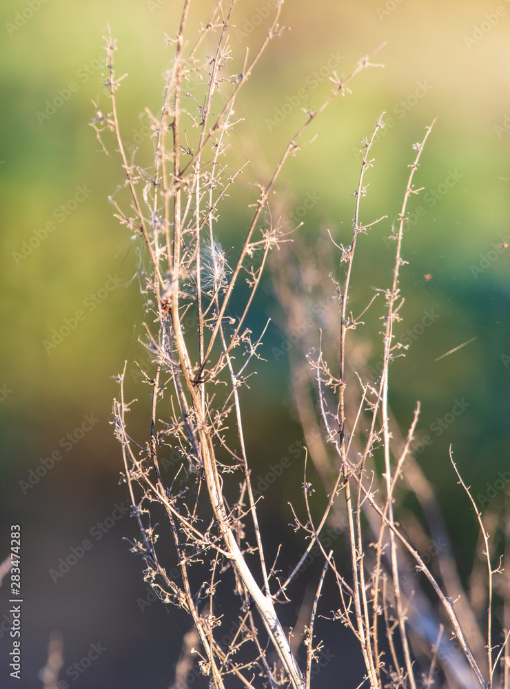 Prickly plant in nature at sunset Prickly plant in nature at sunset