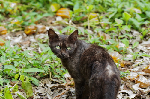 振り向く猫 Stock 写真  Adobe Stock