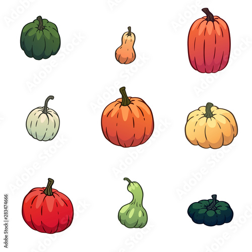 Vector set of pumpkins, gourds different types, colors, shapes and sizes. Isolated colorful autumn vegetables.