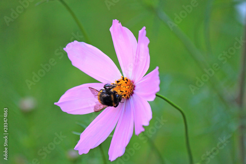 riot of flowers in the summer park