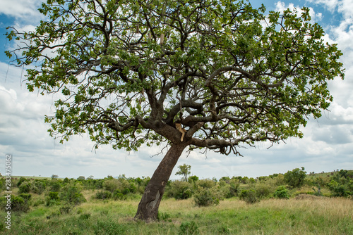 Lion on the tree