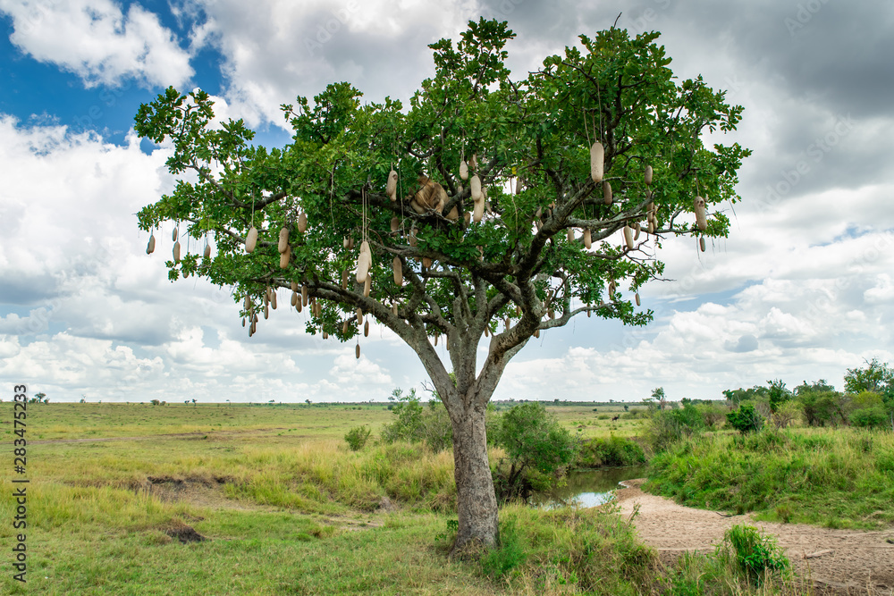 Lion on the tree