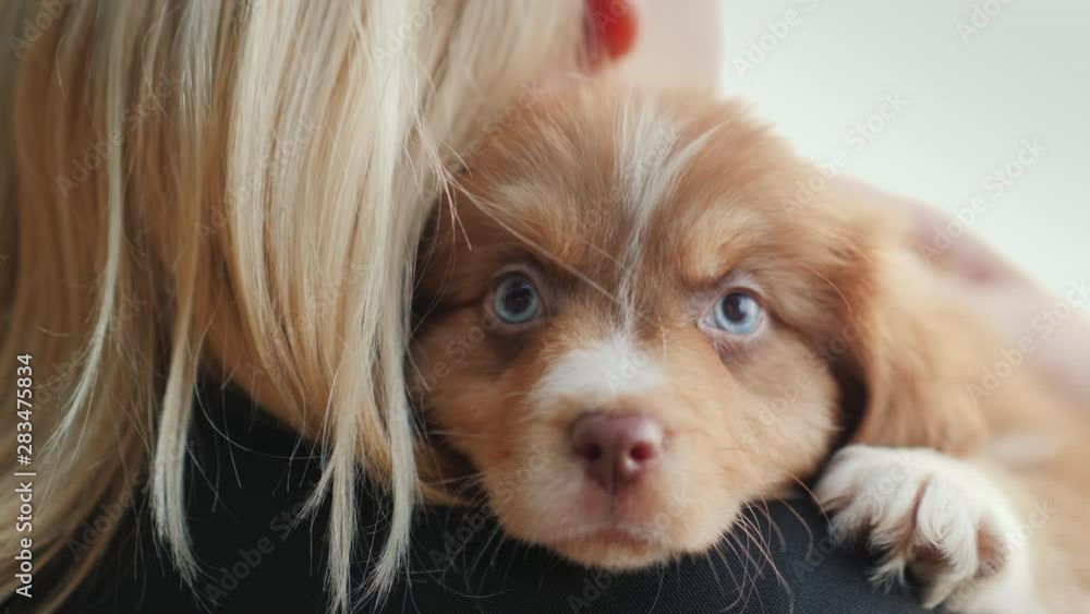Blonde woman hugs a cute blue-eyed puppy. Favorite pet Blonde woman hugs a cute blue-eyed puppy. Favorite pet