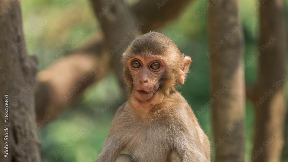Monkeys in the wild in Myanmar Monkeys in the wild in Myanmar