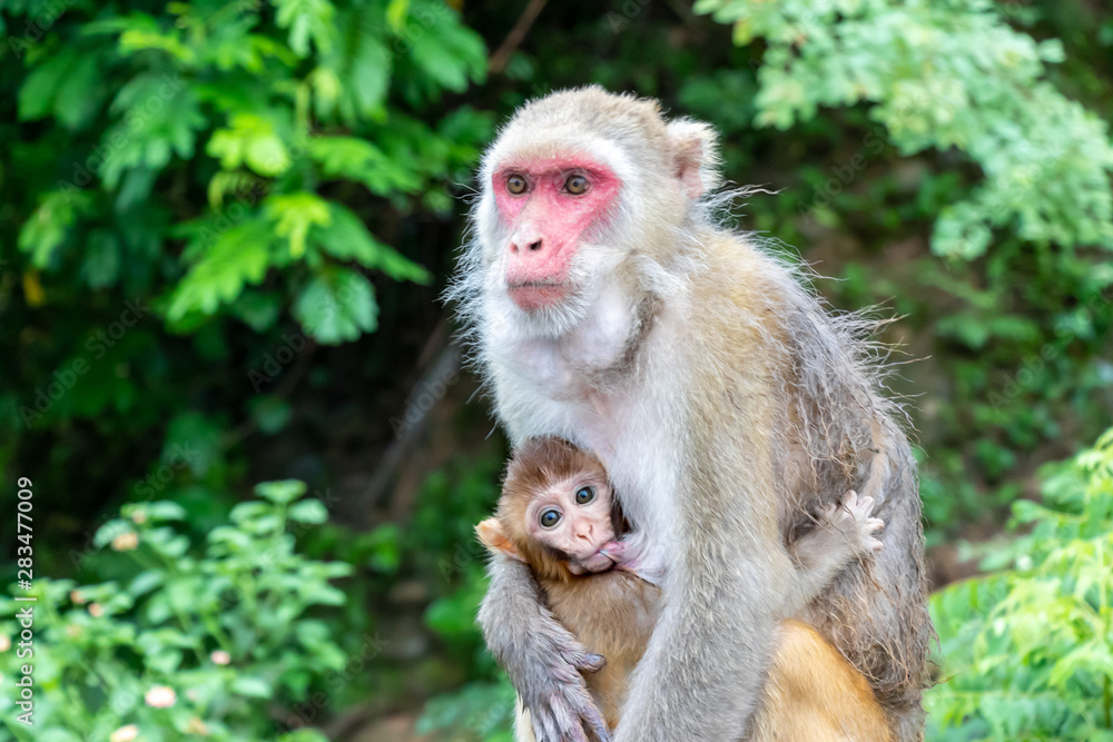 Mother and child, Monkey. Baby Monkey breastfeeding from mother.