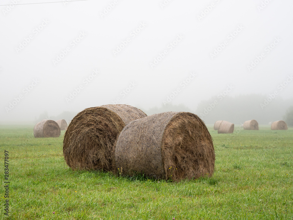 Field of hay bale rolls in the foggy august day. Roll of hay.