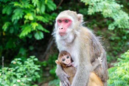 Mother and child, Monkey. Baby Monkey breastfeeding from mother. © Virender Singh