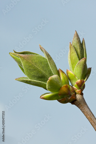 Frischer Ligustertrieb