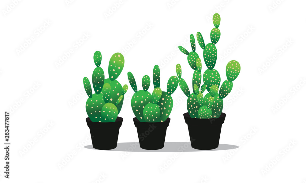 cactus in pot cactus in pot