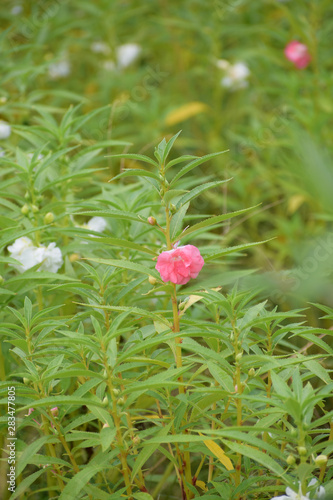 Dopati flower or mpatiens balsamina blooming in a garden photo