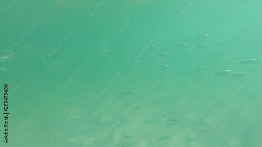 Slow motion underwater view of fine sand seabed floor sun rays school of fish swimming Slow motion underwater view of fine sand seabed floor sun rays school of fish swimming