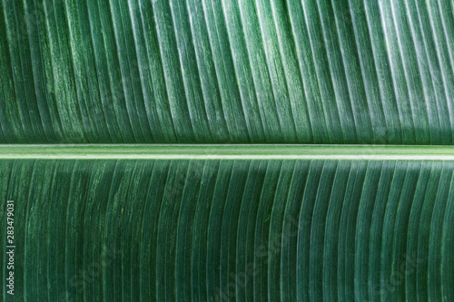 Banana leaf has very large leaves and resembles a palm. The plant is cultivated and grows well in tropical and subtropical.