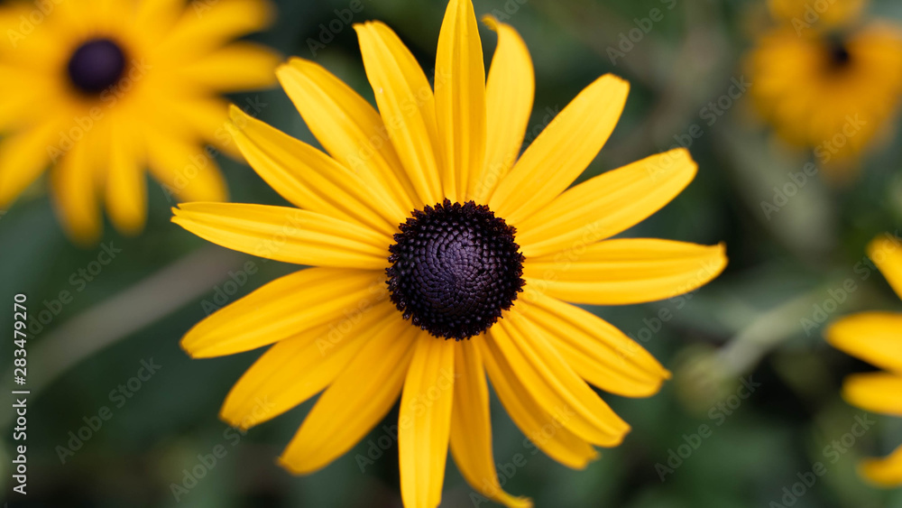 Blume - Gewöhnlicher Sonnenhut Blume - Gewöhnlicher Sonnenhut