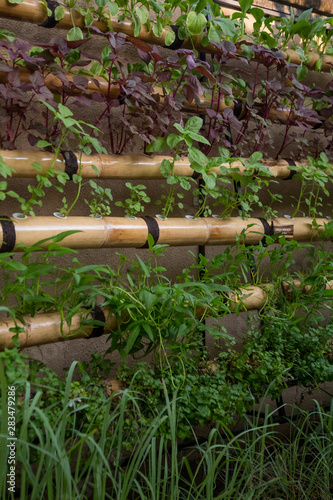 Vertical herbs and vegetable garden