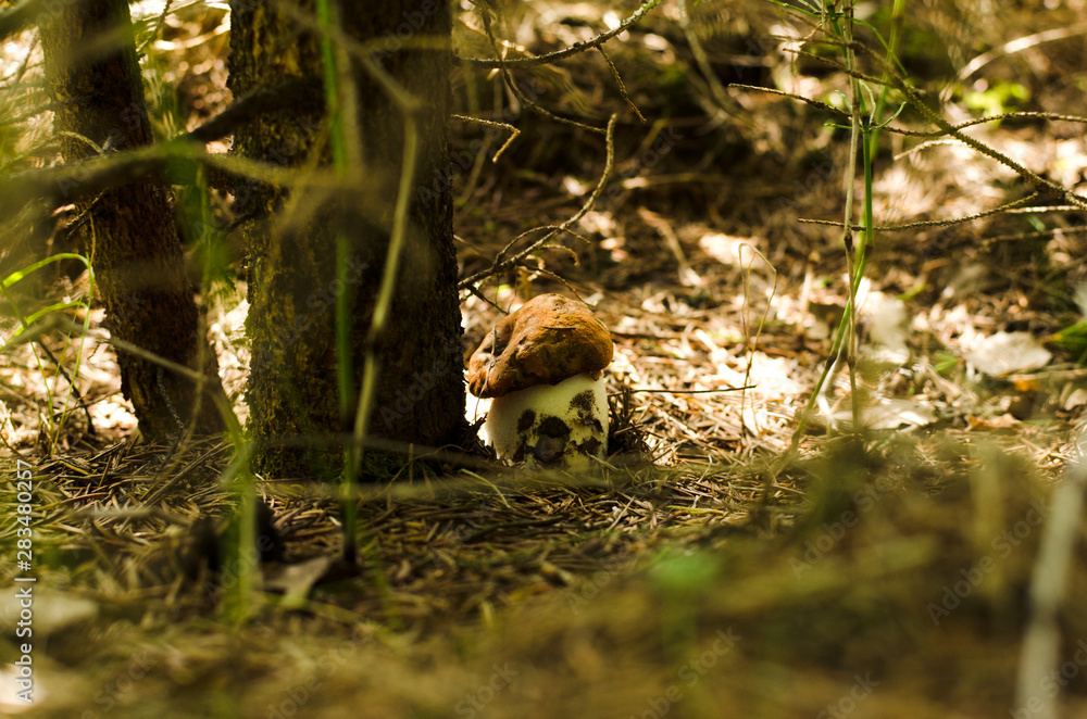 Penny bun mushroom under spruce Penny bun mushroom under spruce
