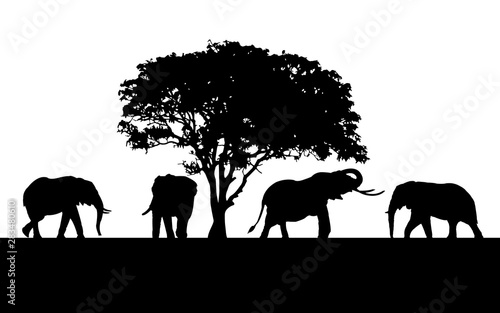 Photography Wild animals black silhouettes
