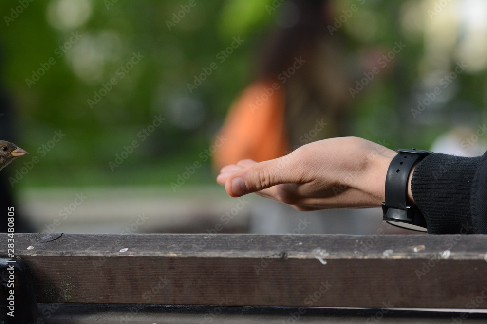 Male hand holding palm open with sparrows hovering and flying Male hand holding palm open with sparrows hovering and flying