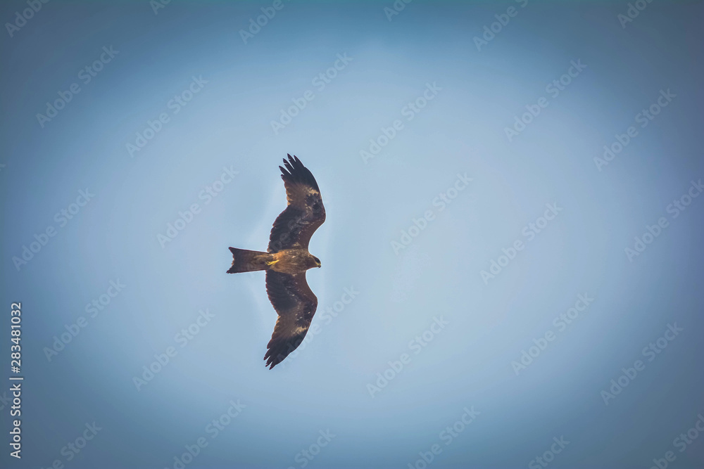 Obraz premium Eagle flying high in the sky