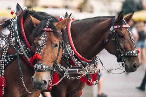  two decorated horses for riding tourists in a carriage