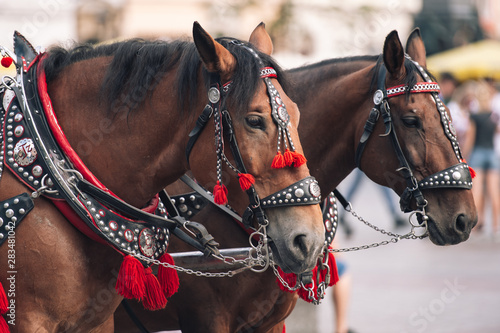  two decorated horses for riding tourists in a carriage