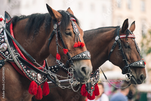  two decorated horses for riding tourists in a carriage